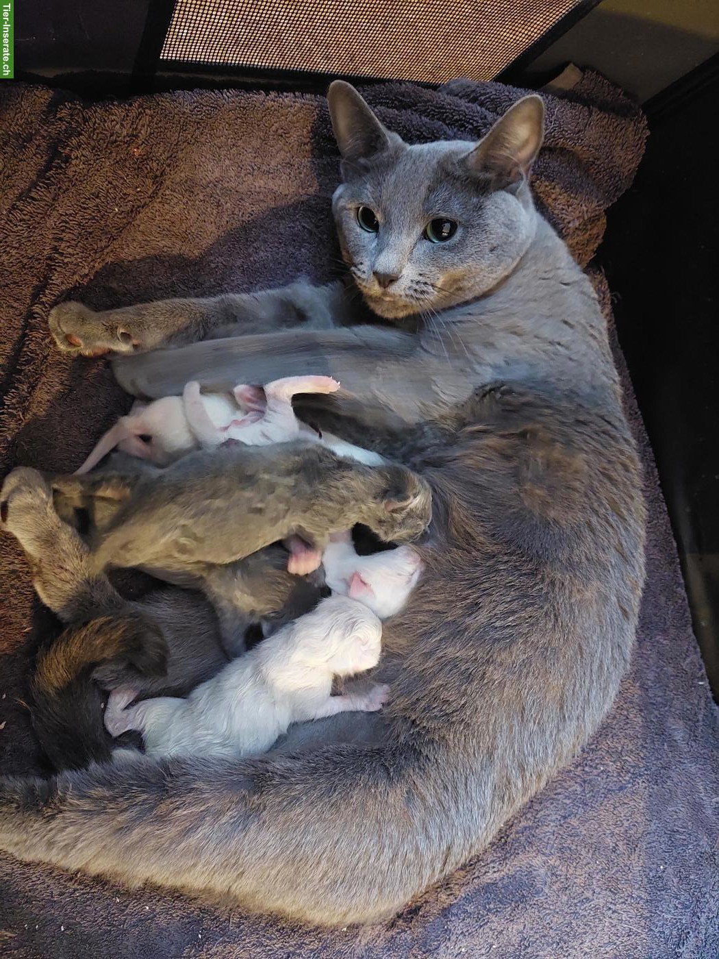 Bild 3: Kitten Russisch Blau und Weiss mit Stammbaum