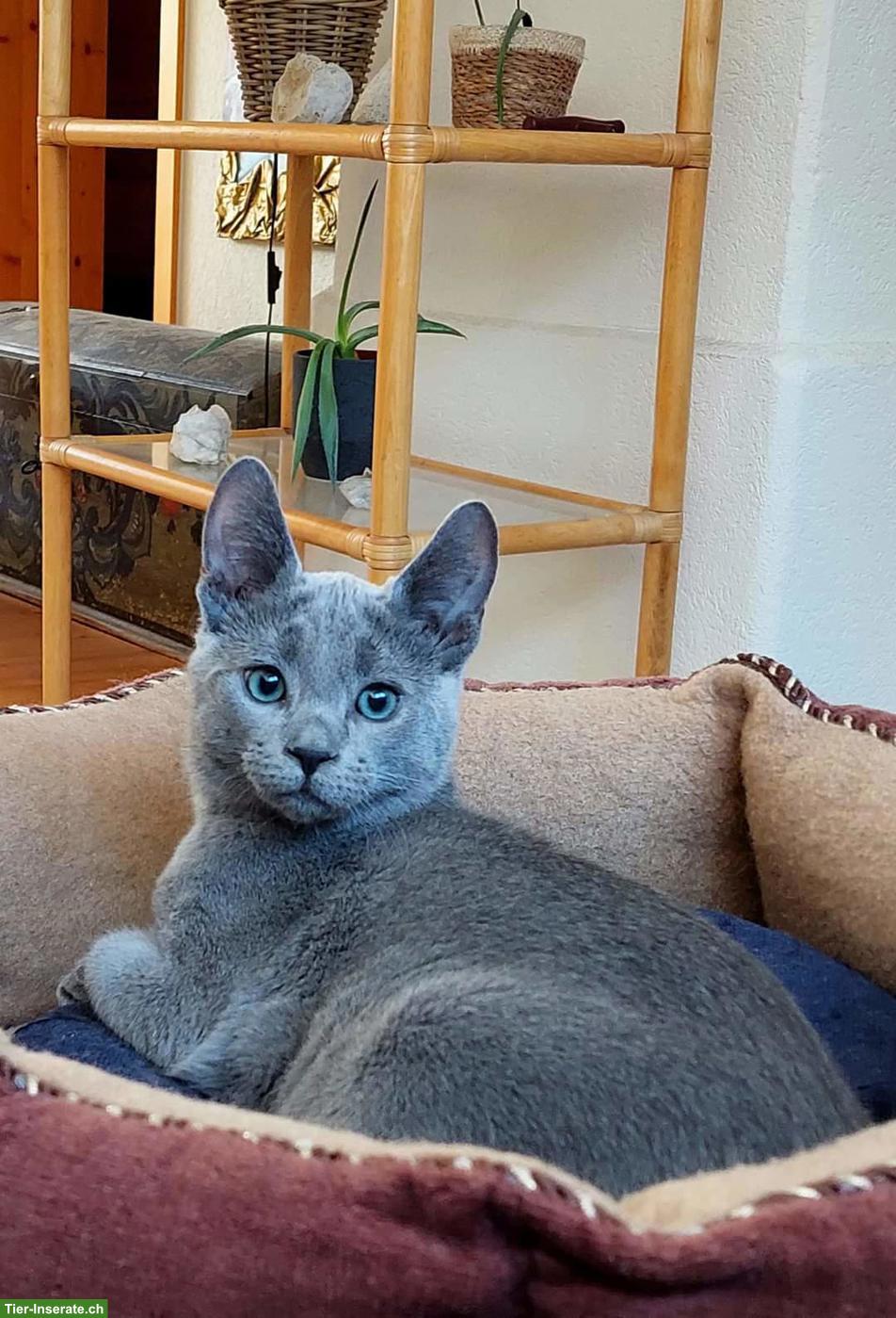 Bild 4: Kitten Russisch Blau und Weiss mit Stammbaum