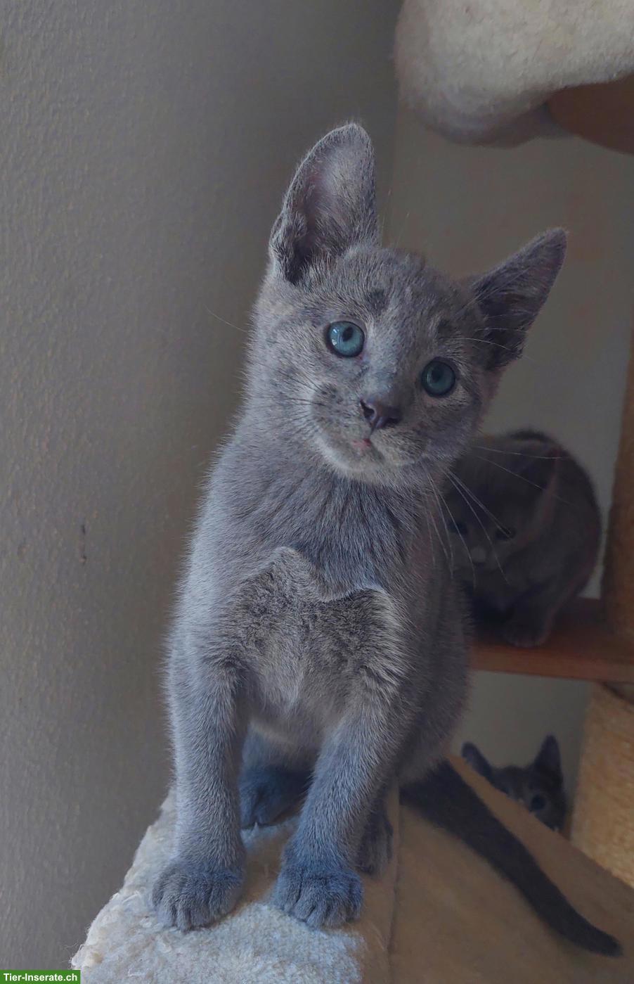 Bild 6: Kitten Russisch Blau und Weiss mit Stammbaum