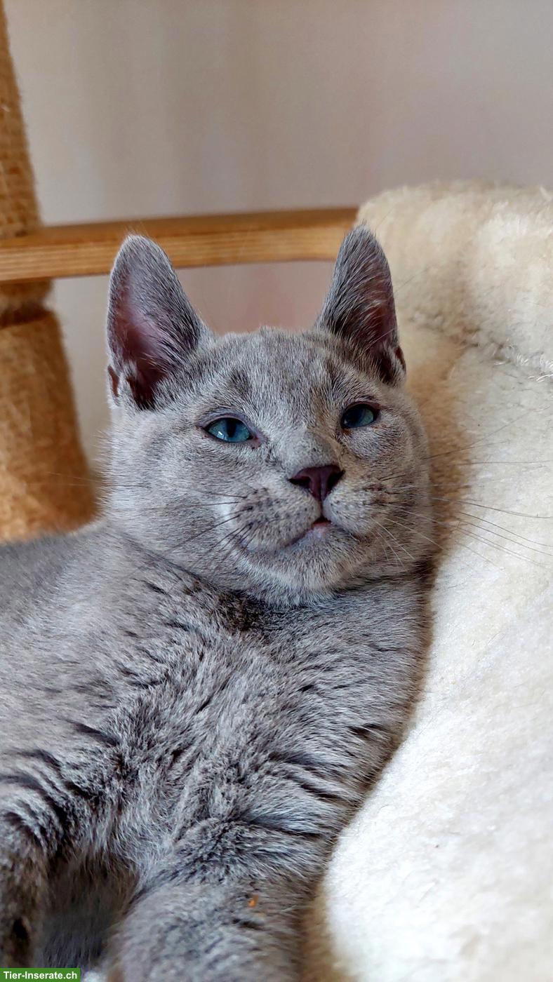 Bild 7: Kitten Russisch Blau und Weiss mit Stammbaum
