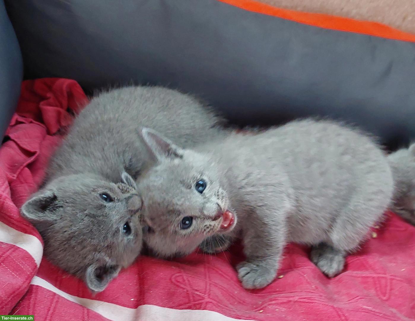 Bild 8: Kitten Russisch Blau und Weiss mit Stammbaum