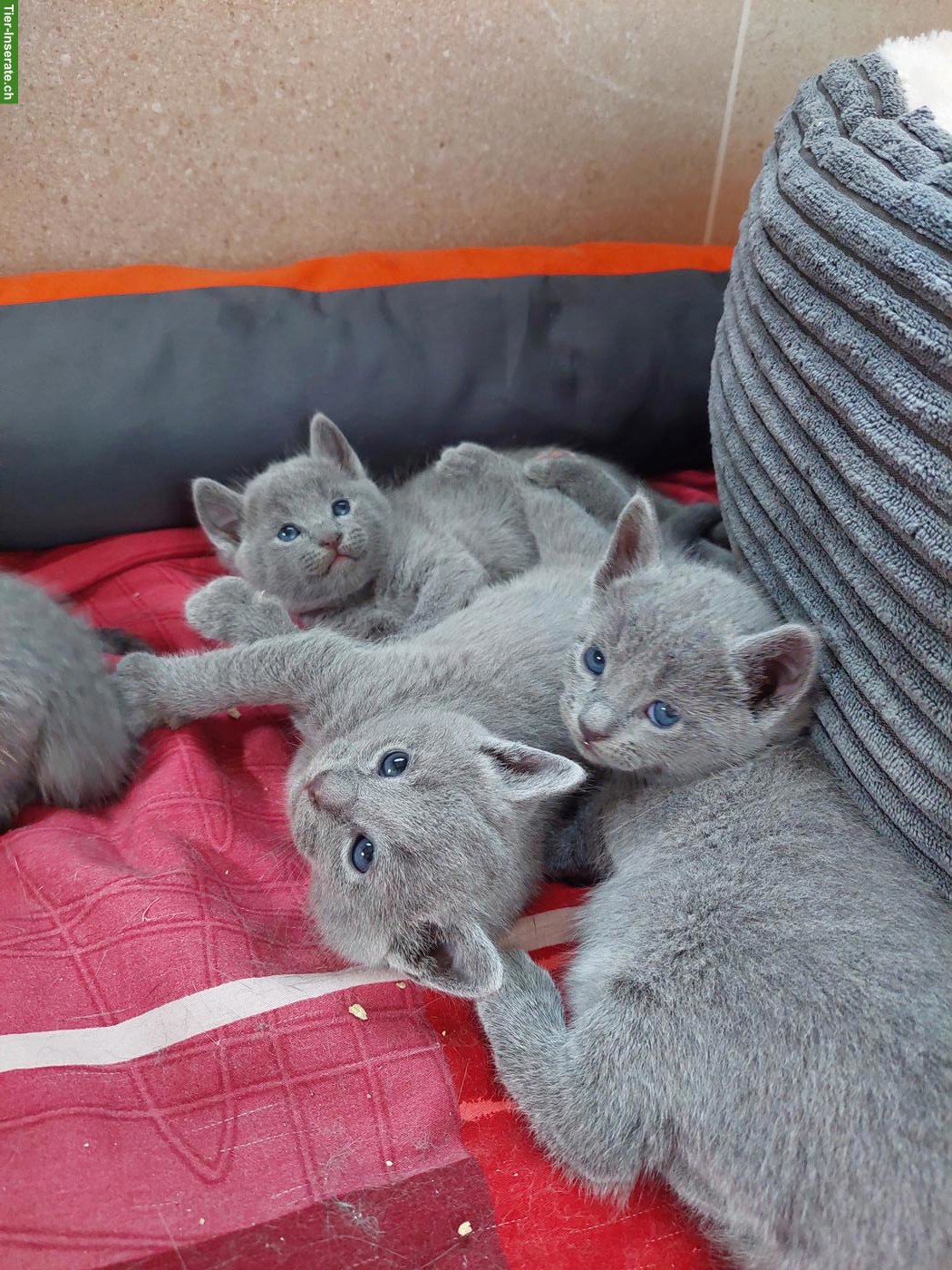 Bild 9: Kitten Russisch Blau und Weiss mit Stammbaum
