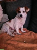 Kleine Hündin Jolie, lieb, ruhig, anhänglich, 2-jährig