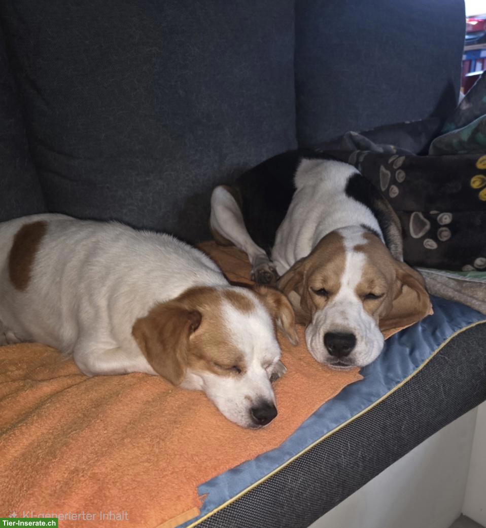 Bild 2: Kleine Hündin Jolie, lieb, ruhig, anhänglich, 2-jährig