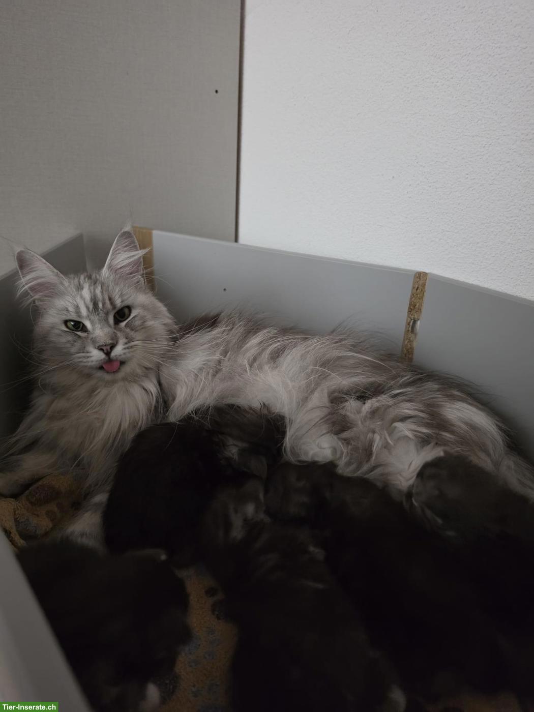 Maine Coon Kitten suchen neues Zuhause
