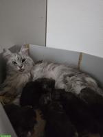 Maine Coon Kitten suchen neues Zuhause