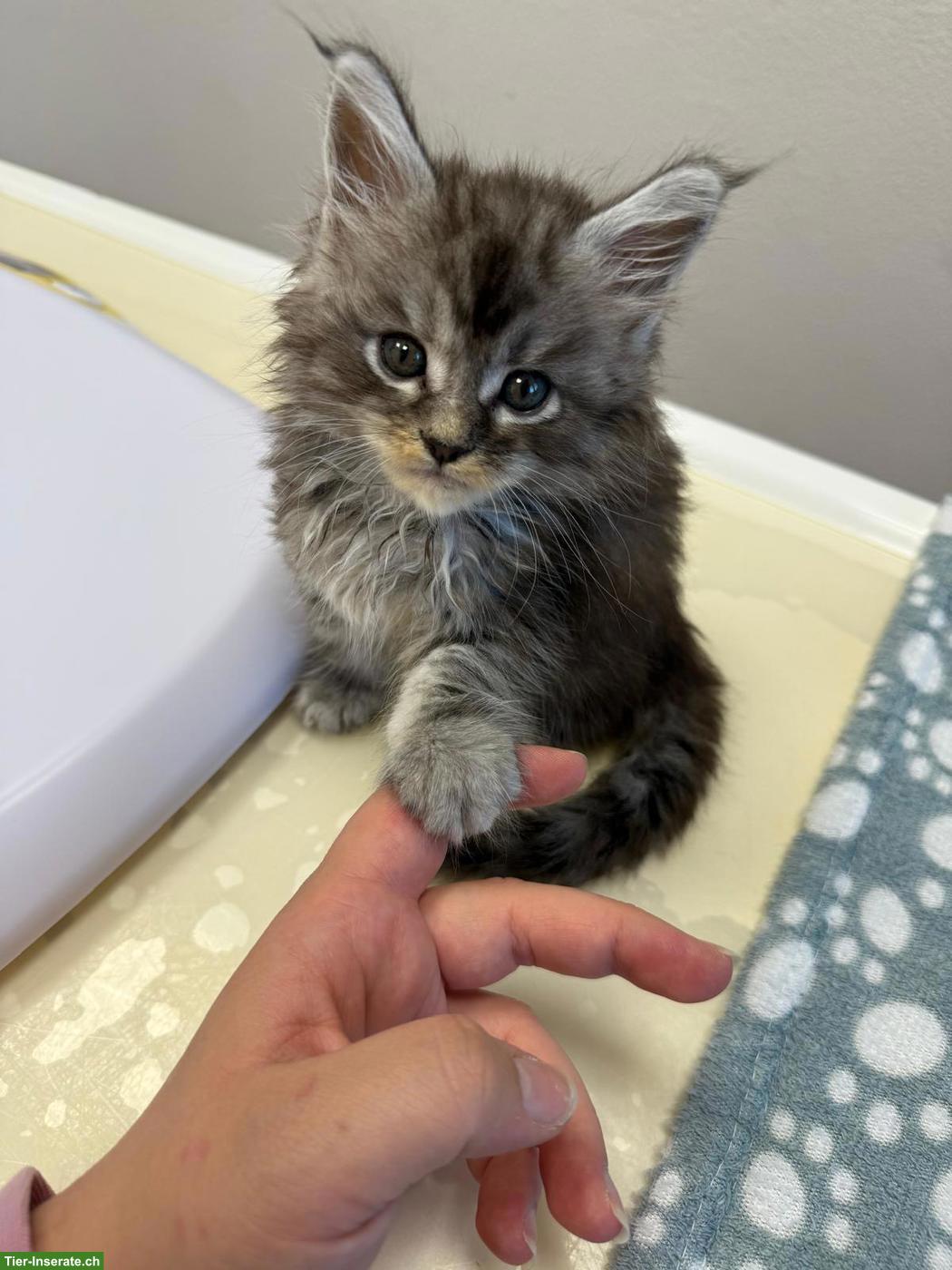Bild 2: Maine Coon Kitten suchen neues Zuhause