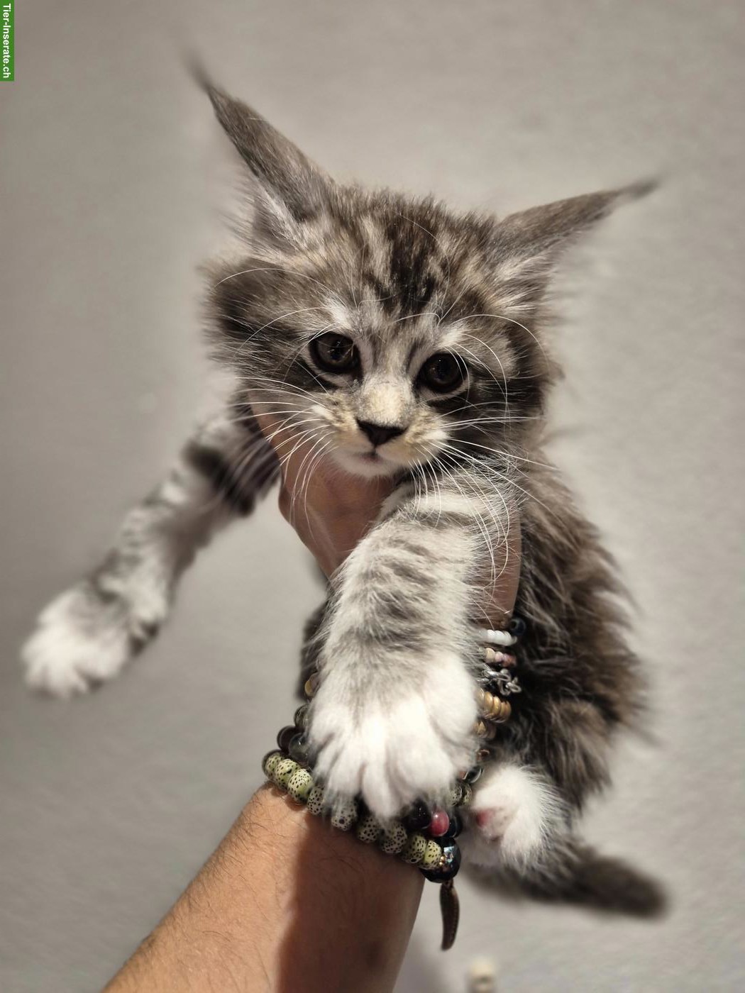 Bild 3: Maine Coon Kitten suchen neues Zuhause