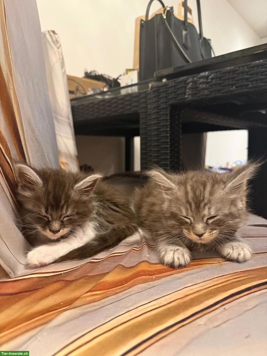 Bild 4: Maine Coon Kitten suchen neues Zuhause