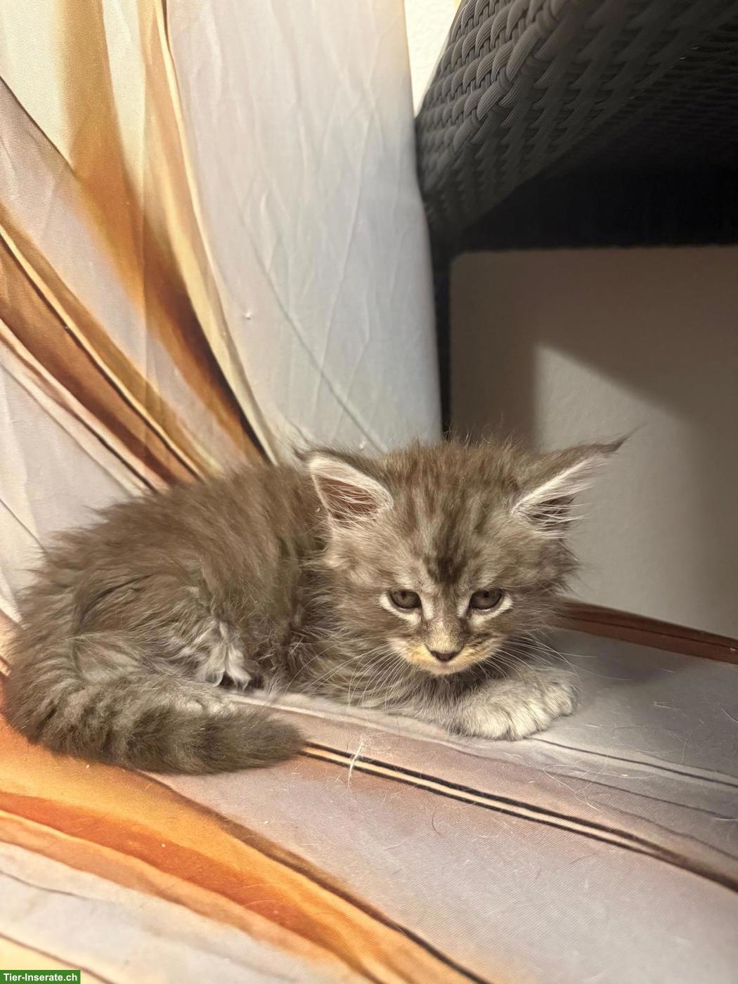 Bild 5: Maine Coon Kitten suchen neues Zuhause
