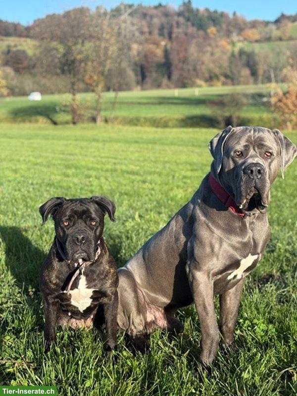 Cane-Corso-Duo Taira & Kelesh - doppeltes Glück