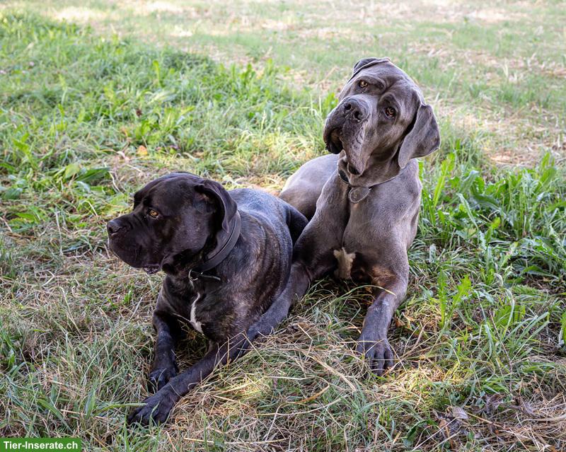 Bild 10: Cane-Corso-Duo Taira & Kelesh - doppeltes Glück
