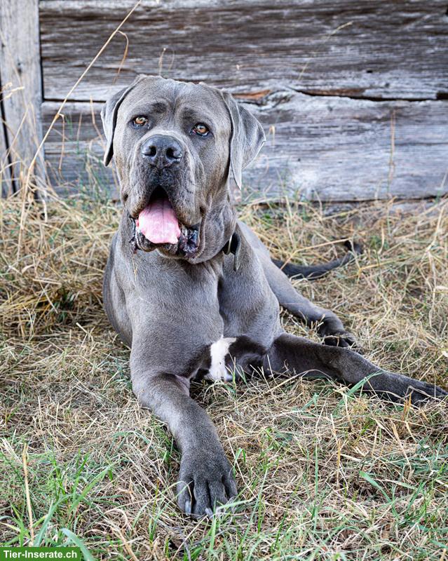 Bild 2: Cane-Corso-Duo Taira & Kelesh - doppeltes Glück