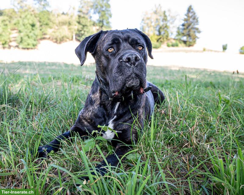 Bild 3: Cane-Corso-Duo Taira & Kelesh - doppeltes Glück