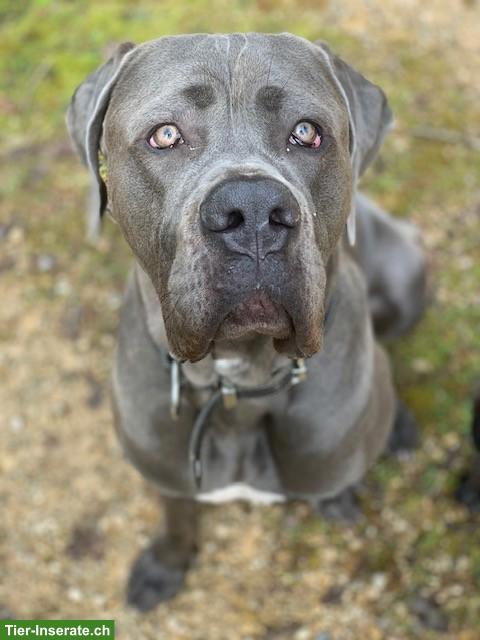 Bild 4: Cane-Corso-Duo Taira & Kelesh - doppeltes Glück