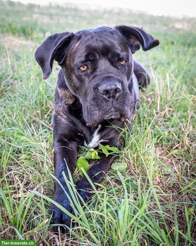 Bild 5: Cane-Corso-Duo Taira & Kelesh - doppeltes Glück