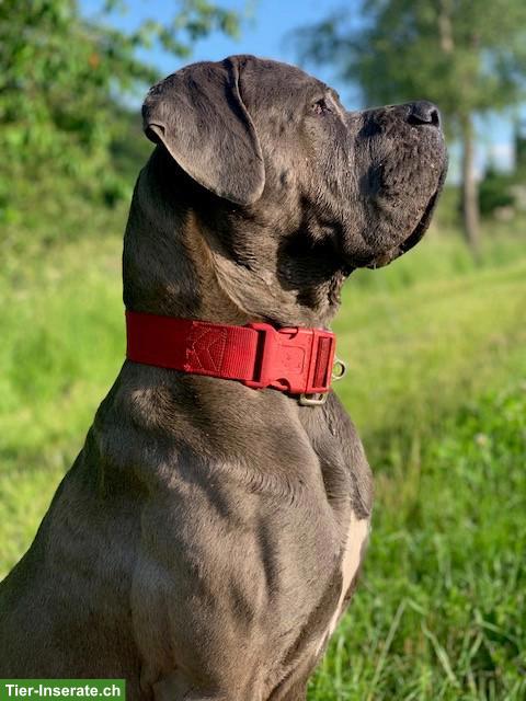 Bild 6: Cane-Corso-Duo Taira & Kelesh - doppeltes Glück