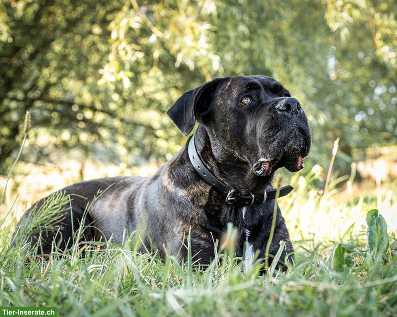 Bild 7: Cane-Corso-Duo Taira & Kelesh - doppeltes Glück