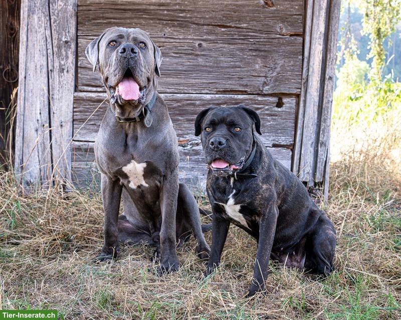 Bild 8: Cane-Corso-Duo Taira & Kelesh - doppeltes Glück