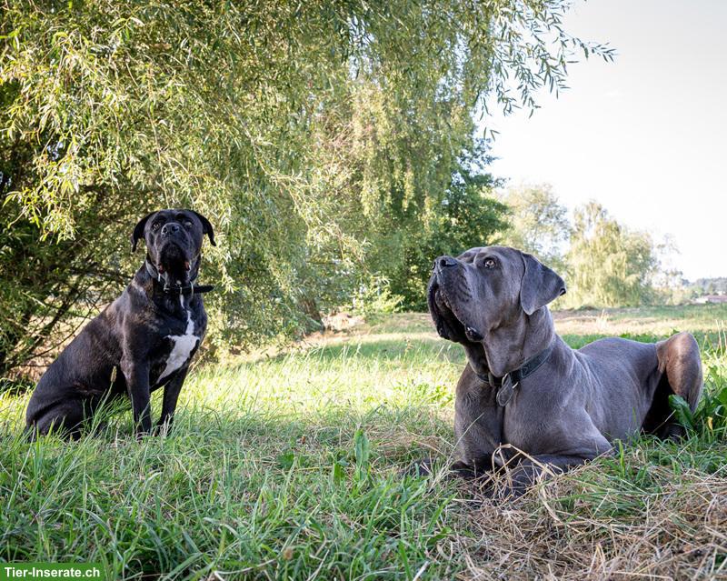 Bild 9: Cane-Corso-Duo Taira & Kelesh - doppeltes Glück