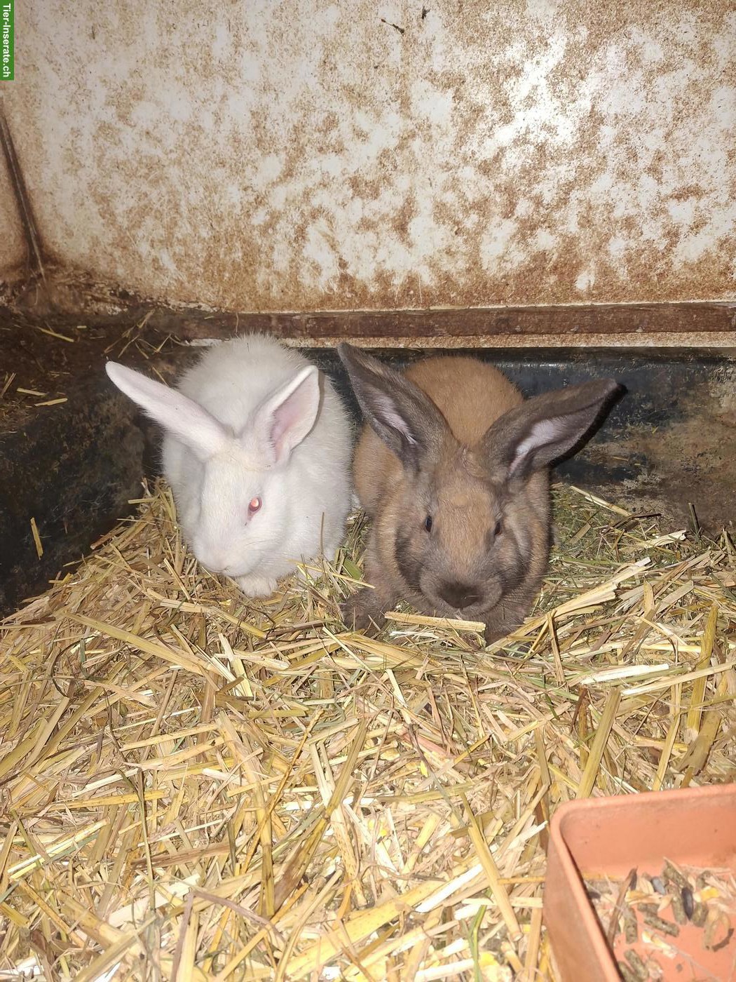 Kaninchen zu verkaufen