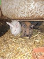 Kaninchen zu verkaufen