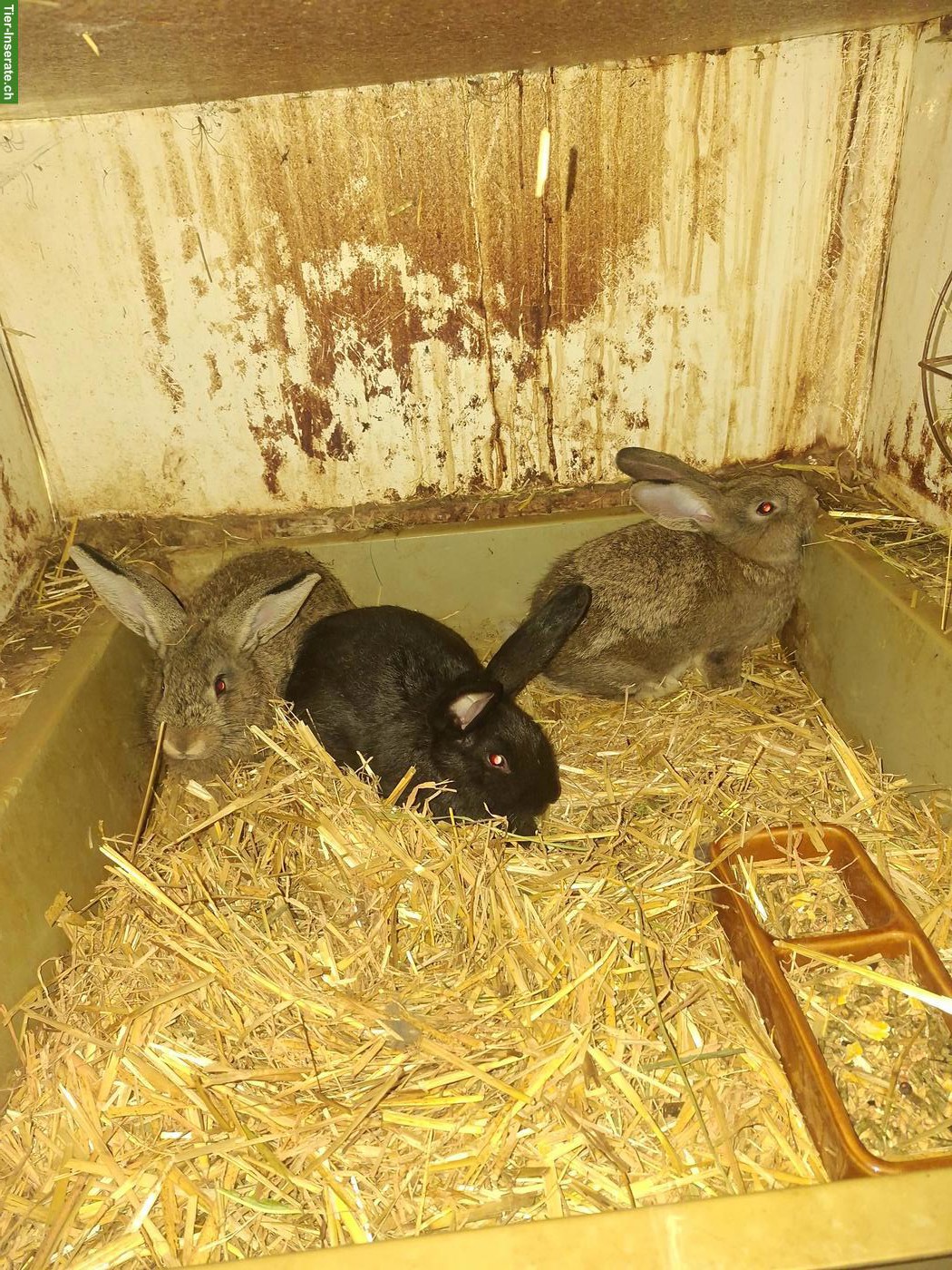 Bild 2: Kaninchen zu verkaufen