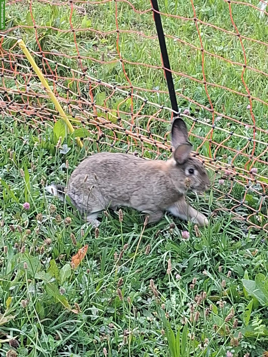 Bild 3: Kaninchen zu verkaufen