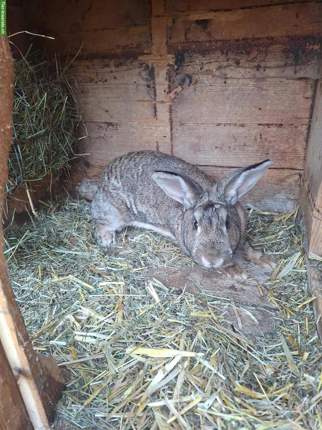 Bild 4: Kaninchen zu verkaufen