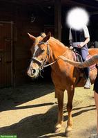 Suche Reitbeteiligung mit ÖV-Anschluss