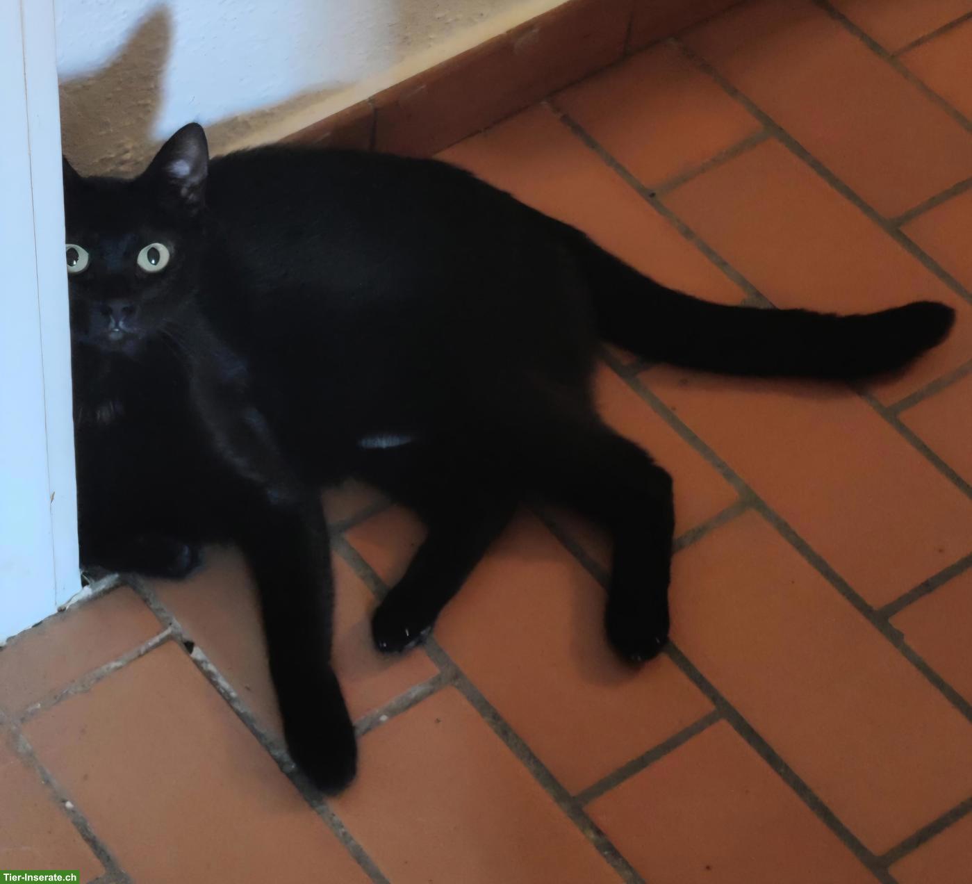 Liebevolle schwarze Katze
