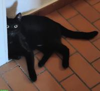 Liebevolle schwarze Katze