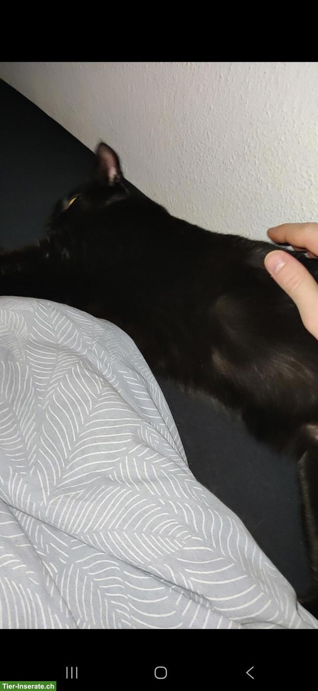 Bild 2: Liebevolle schwarze Katze