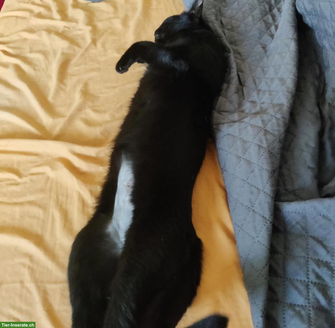 Bild 3: Liebevolle schwarze Katze