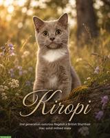BKH x Ragdoll Mix Kitten, Kater, Lilac Solid Mitted
