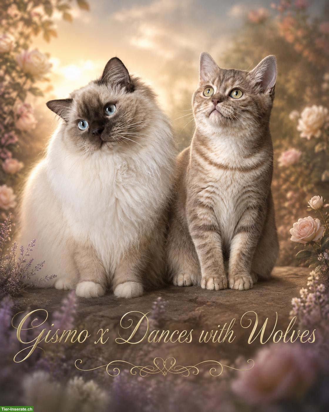 Bild 2: BKH x Ragdoll Mix Kitten, Kater, Lilac Solid Mitted