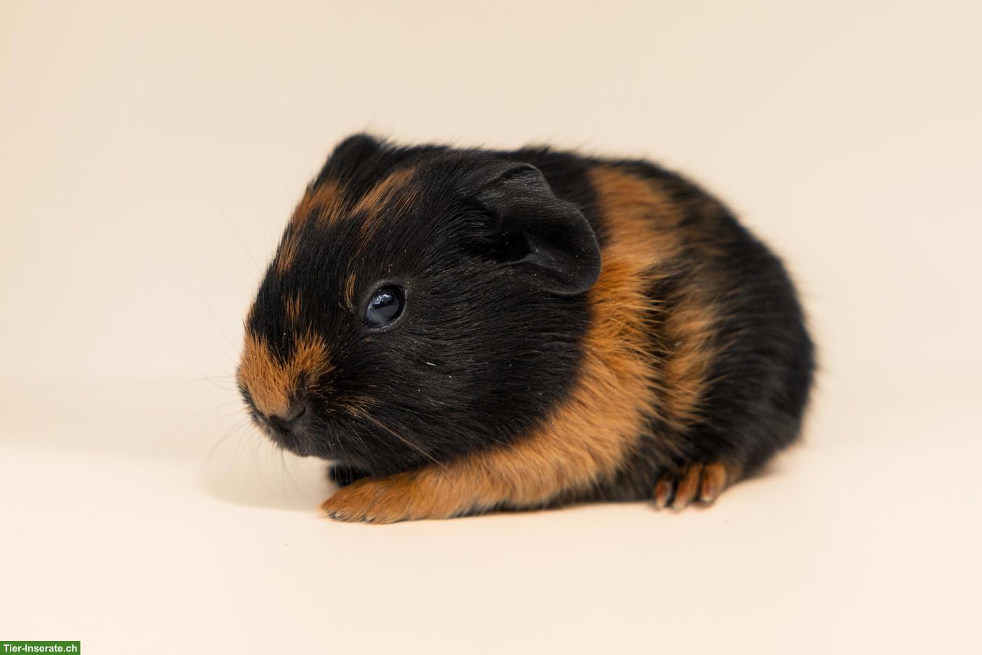 Bild 4: Hübsche junge Meerschweinchen suchen neues Zuhause