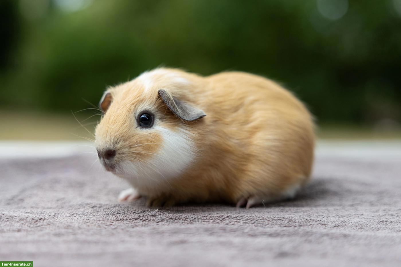 Bild 5: Hübsche junge Meerschweinchen suchen neues Zuhause