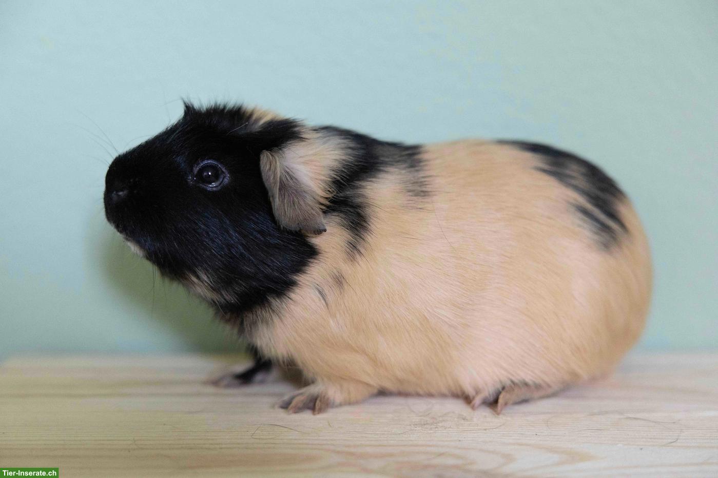 Bild 6: Hübsche junge Meerschweinchen suchen neues Zuhause