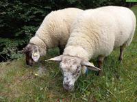 2 Texel x Suffolk Schafböcke (Bio) zu verkaufen