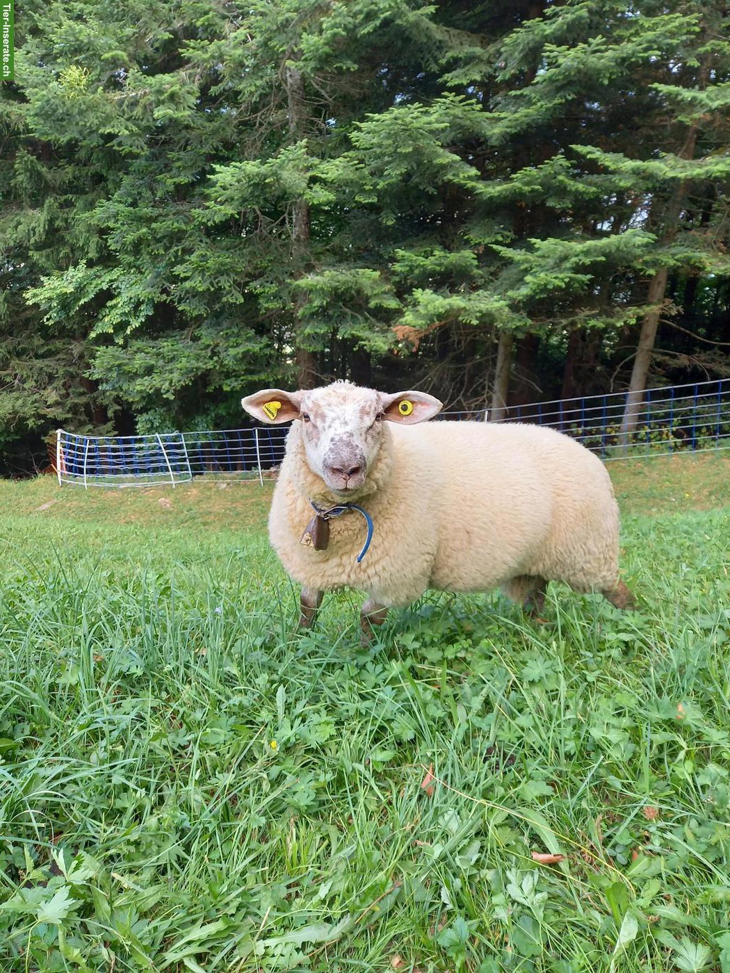 Bild 2: 2 Texel x Suffolk Schafböcke (Bio) zu verkaufen