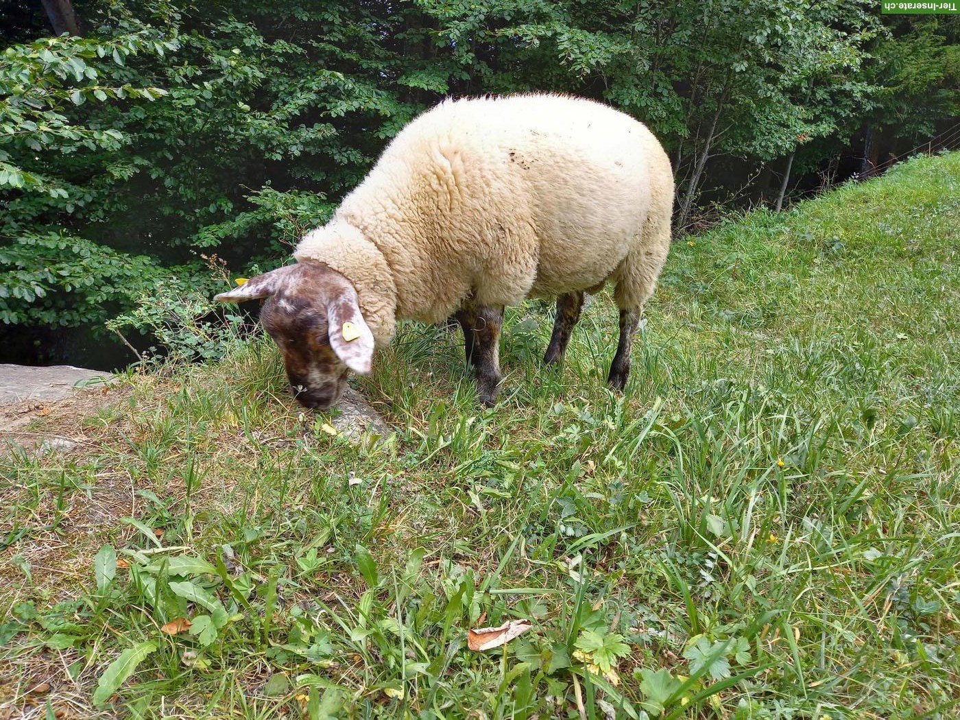 Bild 3: 2 Texel x Suffolk Schafböcke (Bio) zu verkaufen