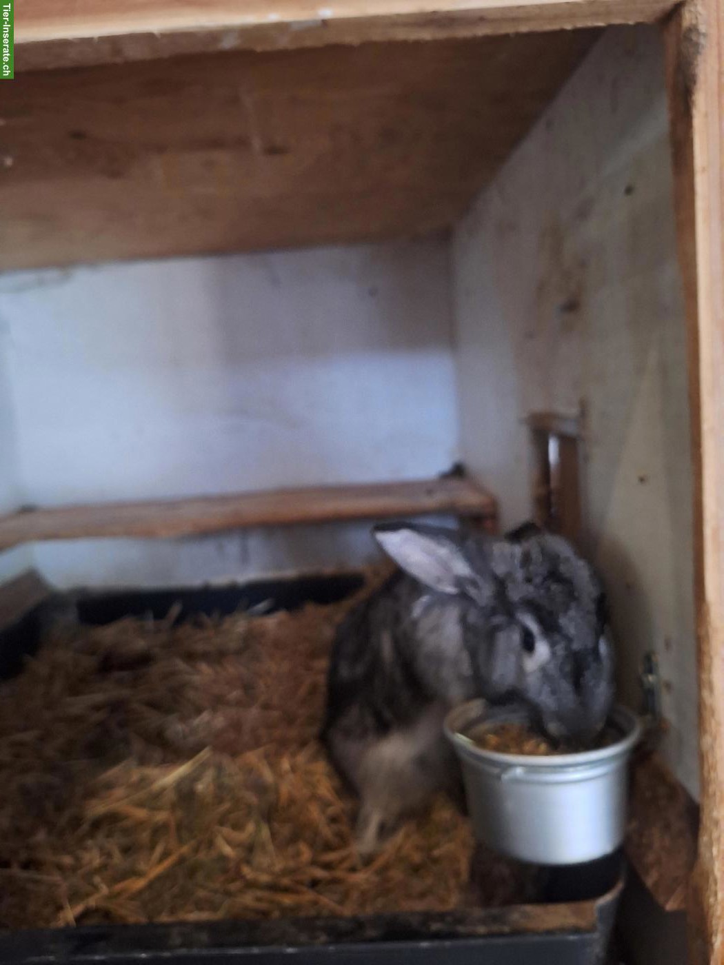 Bild 2: Schweizer Fuchskaninchen Chinchillafarbig