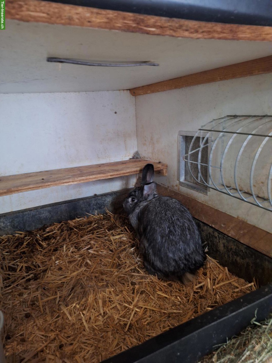 Bild 3: Schweizer Fuchskaninchen Chinchillafarbig