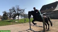 Suche langfristige Reitbeteiligung mit Fokus Springen