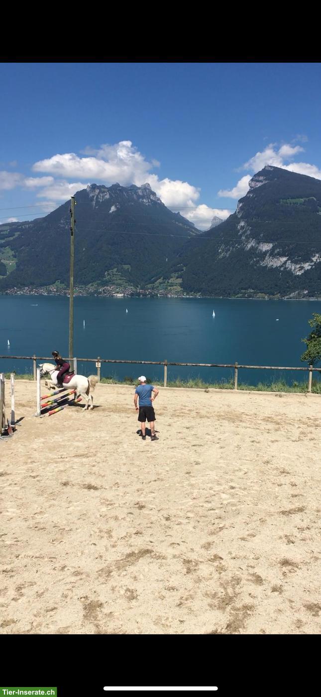 Bild 2: Suche langfristige Reitbeteiligung mit Fokus Springen