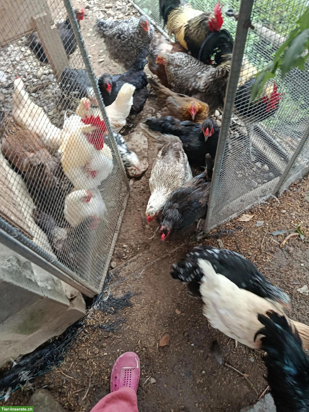 Orpington x Brahma Mix Hühner und weitere