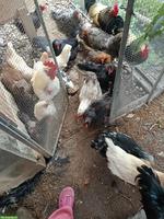 Orpington x Brahma Mix Hühner und weitere