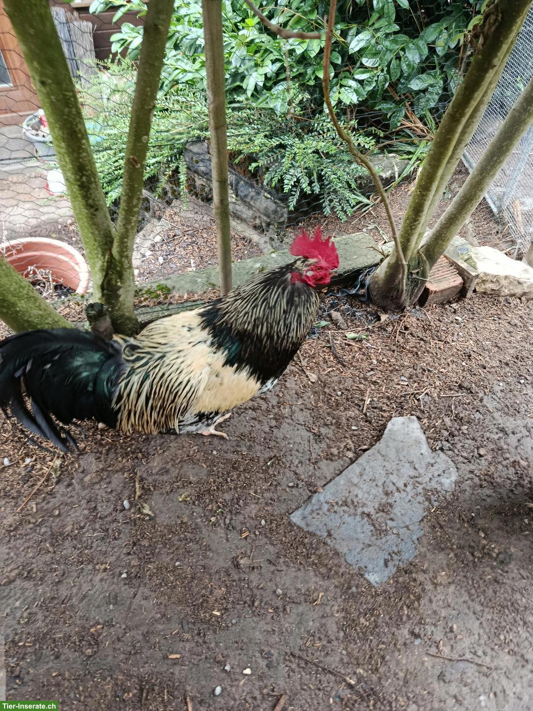 Bild 2: Orpington x Brahma Mix Hühner und weitere