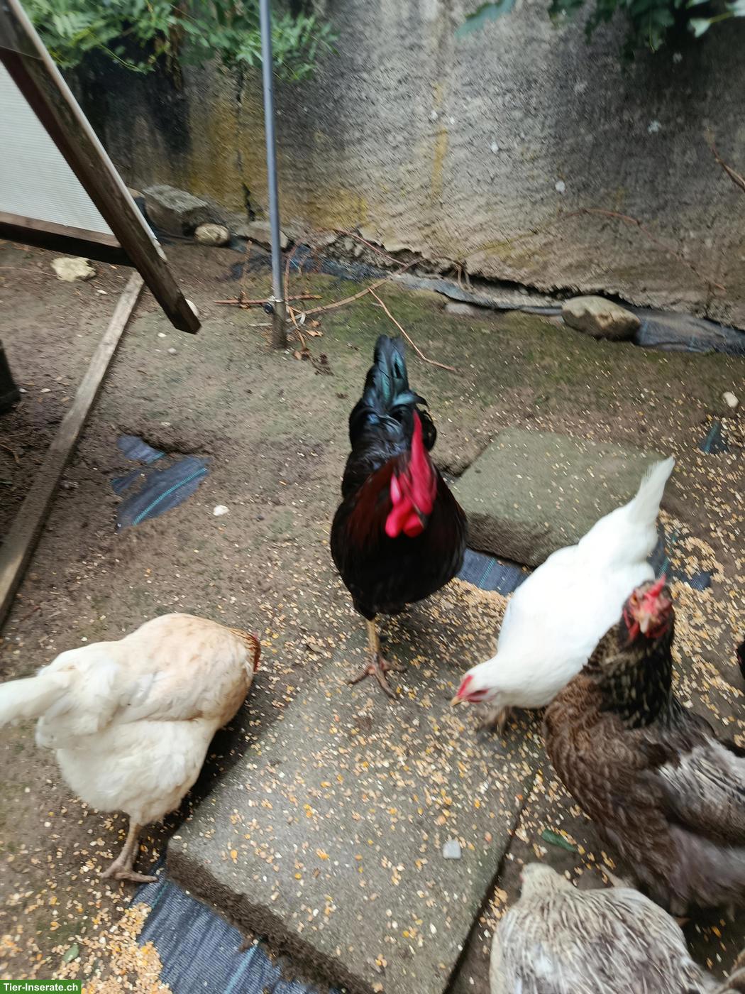 Bild 3: Orpington x Brahma Mix Hühner und weitere